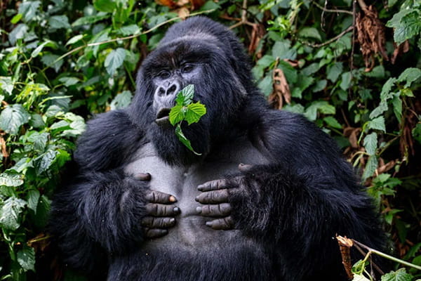 Gorilla Trekking in Uganda